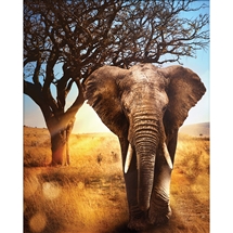 African Elephant Diamond Painting